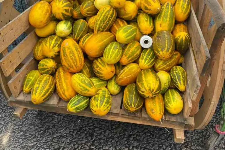 what-can-you-do-with-yellow-cucumbers