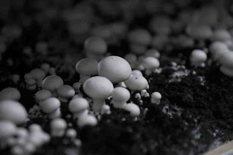 What Does Mushroom Pinning Look Like