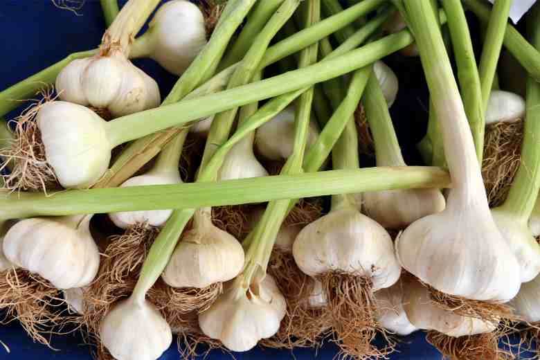 When To Plant Garlic In Kansas